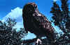 bird10.jpg (50368 bytes)