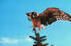 bird11.jpg (25567 bytes)