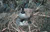 bird15.jpg (76841 bytes)