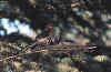 bird16.jpg (41797 bytes)