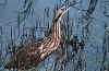bird1.jpg (55637 bytes)