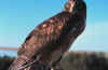 bird2.jpg (20919 bytes)