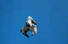 bird3.jpg (11363 bytes)