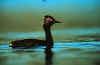 bird7.jpg (20348 bytes)