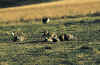 bird8.jpg (48977 bytes)