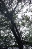 Bin metal wedged in tree Image